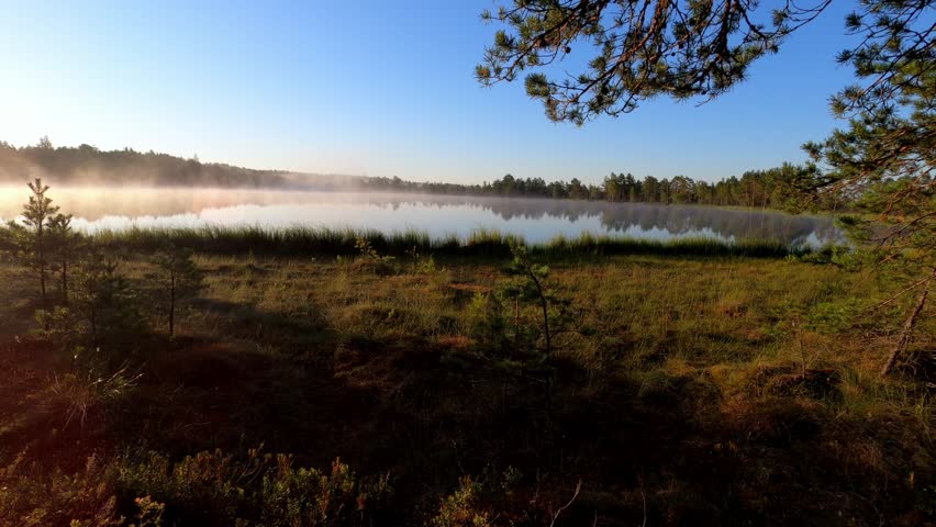 Ethereal Bog Landscape in Morning Mist over Still Waters. Dawn breaks over Baltic wetland as fog dances across the mirror-like lake surface, framed by pine trees and marsh grasses