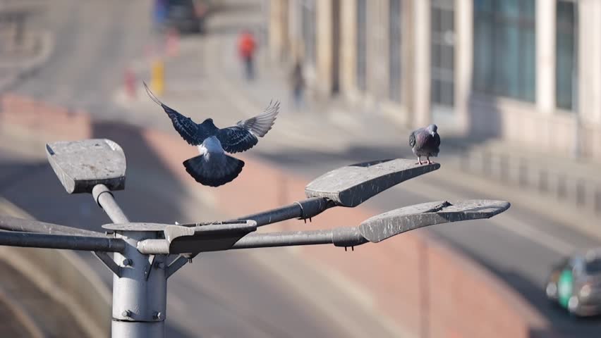 Urban pigeons filmed in slow motion with a city backdrop. The sun casts a warm glow as birds flutter. A winter moment with pigeons soaking up the sunlight.