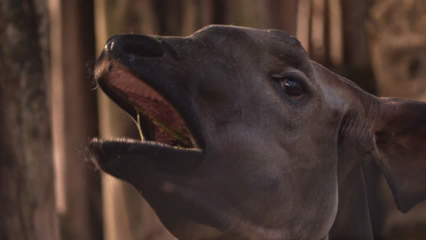 A closeup portrait of an okapi (Okapia johnstoni) chewing on a twig, on a sunny day, with a blurred background