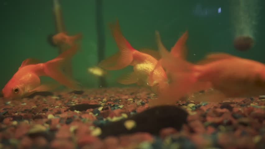 Comet Tailed Goldfish (Carassius auratus) in large aquarium at Dehradun Zoo, Uttarakhand. Tourist attraction with kids park and wildlife conservation.