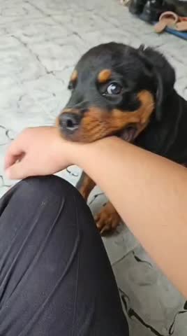 Cute Rottweiler Puppy Playing with its owner