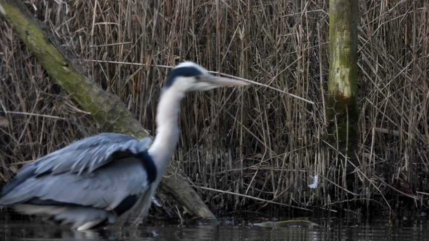 a heron standing quietly by the water