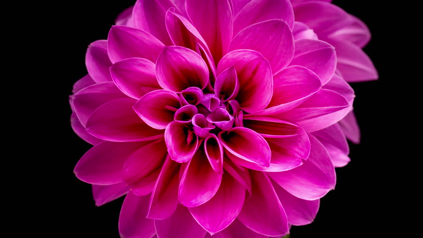 4K Time Lapse of blooming purple Dahlia. Timelapse of growing and opening beautiful flower on black background, top view. Time-lapse close-up.