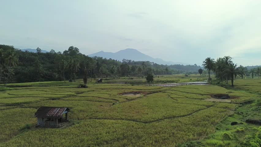beautiful morning view indonesia panorama landscape paddy fields with beauty color and sky natural light
