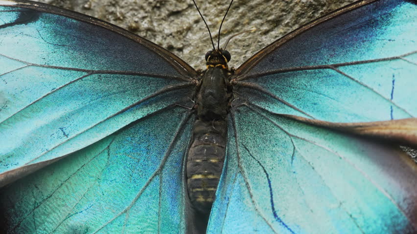 Vivid morpho butterfly, macro blue Flutterer gracefully flutters delicate wings