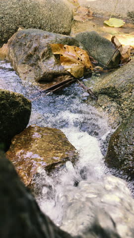 Close-up shot of a stream stream with dry leaves in it