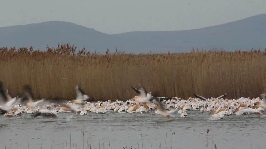 Super Large Flock of Great White Pelicans... (Danube Delta)