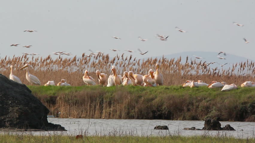 Super Large Flock of Great White Pelicans... (Danube Delta)