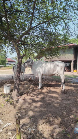 Rural scene with two white cows in the shade of a tree. The closer cow, wearing a beaded collar, is tied with a rope, while the other stands behind, also tethered.