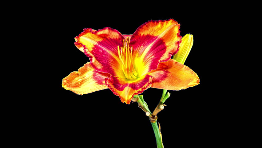 Macro Time Lapse Opening Wild Orange Day Lily (Fire Lily or Tiger Lily) Flower, Isolated on Black Background with Alpha Matte Channel. Lillium Plant Blossoming