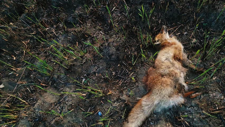 Dead fox due smoke intoxication, lay on the burned ground filled with ash. Wild fires causes the death of helpless animals. Illegal hunting and poaching in the forest, global warming effect on nature.