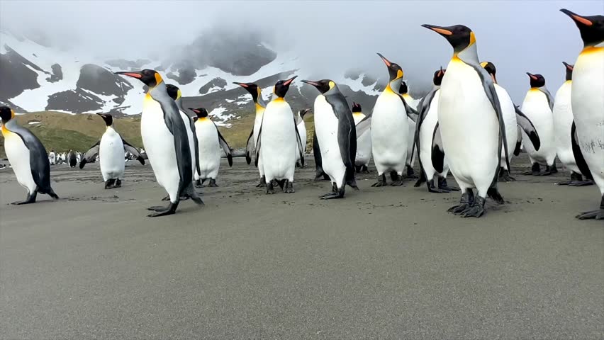A cute lone penguin stands on a beach, surrounded by discarded plastic pollution, highlighting the environmental impact.