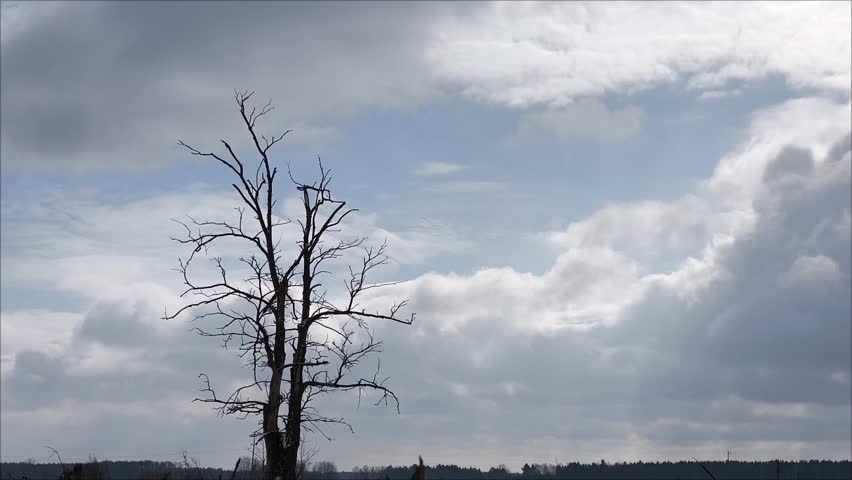 Clouds are rapidly floating over a lonely tree. Time laps. Drought. timelapse of clouds over a lonely tree