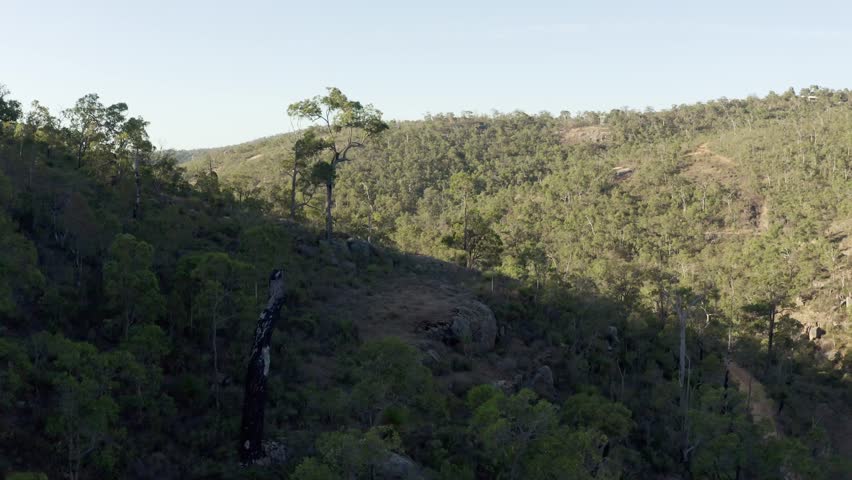 Drone push shot descending past tall trees in a steep-sided Australian bushland valley