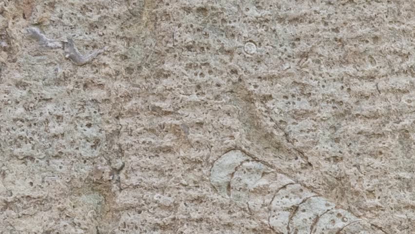 Orthocone fossil on limestone wall surface pan showcasing its detailed segmented straight long shell embedded in rock, extinct genus of large, straight shelled cephalopods from Ordovician period
