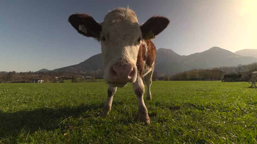 Cute and funny young cow approaches camera in green alpine pasture on sunny autumn day. Charming scene highlights European farming, livestock and dairy production with happy domestic cattle grazing. 