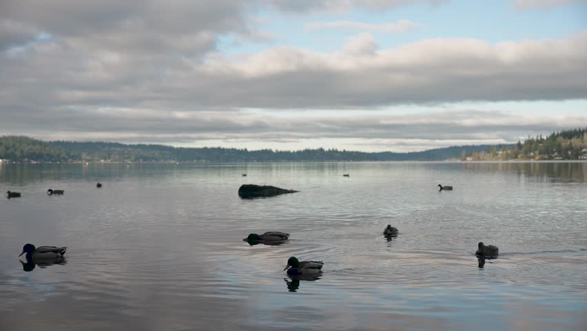 Wide shot of ducks swimming across Lake Sammamish in Washington State on a beautiful winters day. The water is clear, the clouds are reflecting off the ocean and large homes line the shore.