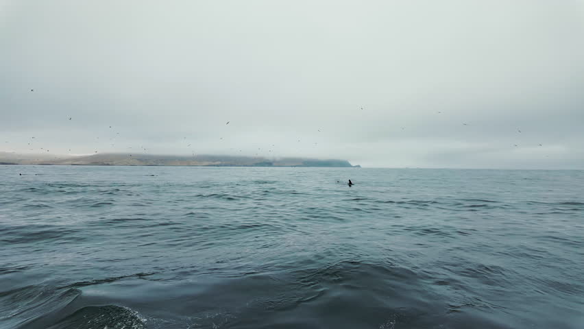 Panoramic view of the Pacific Ocean near the Ballestas Islands, with flocks of birds flying low over the water and sea lions swimming gracefully.