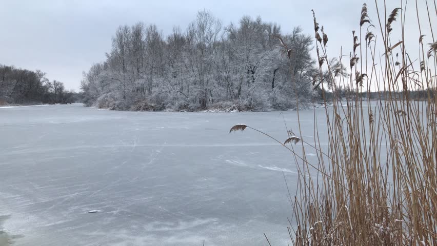 Dry reed grass on frozen lake, forest covered with snow background
