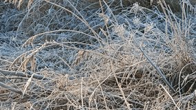 Frosty winter morning in the marsh: reeds covered in ice at sunrise. A marshland with frost-covered reeds glistening in the golden light of sunrise. Frozen grasses in a peaceful and quiet nature scene - Powered by Shutterstock - Get 15% off with code: PIKWIZARD15