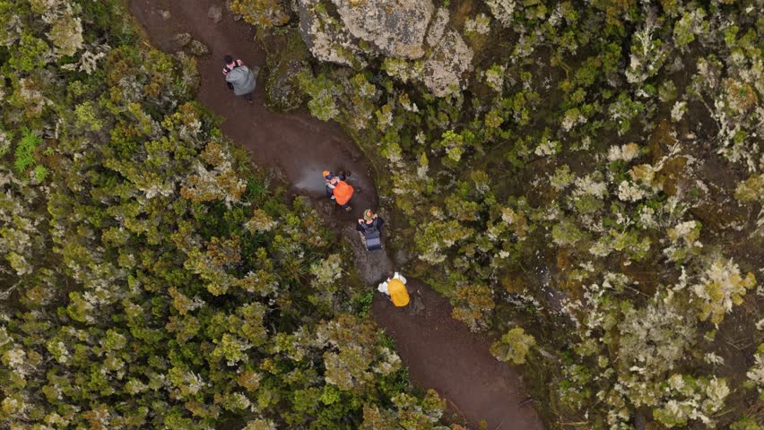 Aerial view of hikers walking along a rocky path through dense vegetation on Kilimanjaro. The towering trees and rough terrain make the ascent both challenging and scenic