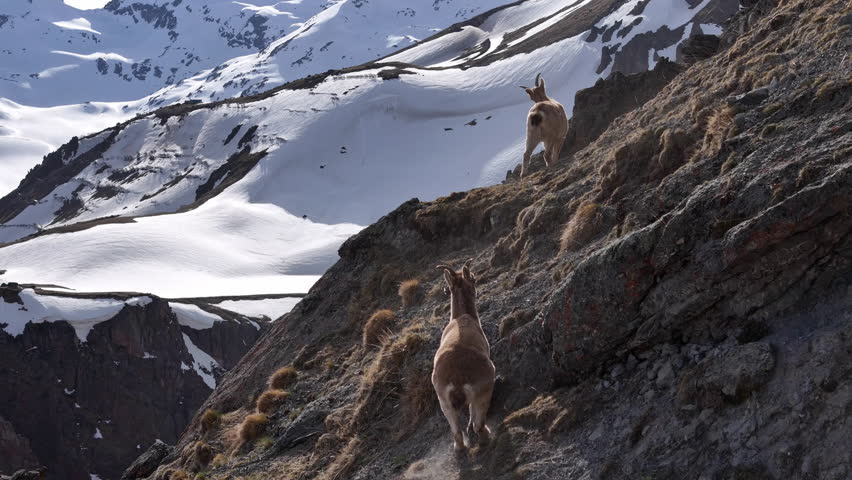 Two West Caucasian turs trek along a rugged mountain ridge in the Russian Caucasus. Snow-covered peaks surround these agile, endangered goats, known for their adaptability