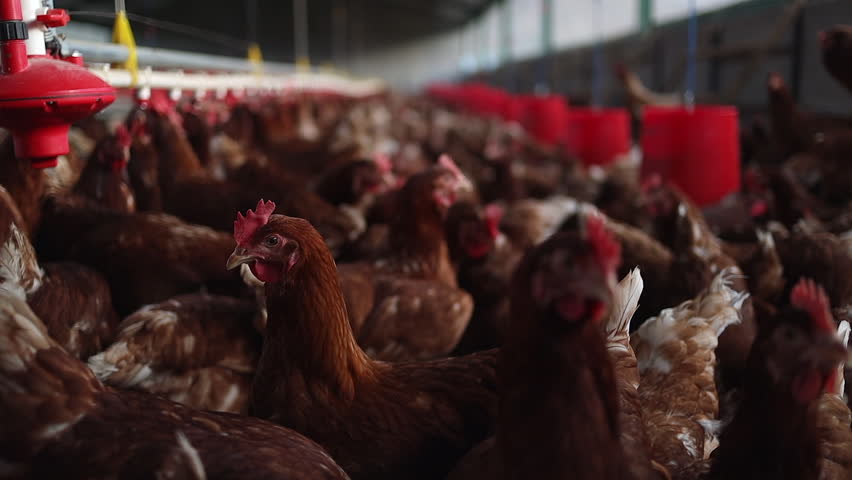 Focus shifts between individual brown chickens in commercial barn
