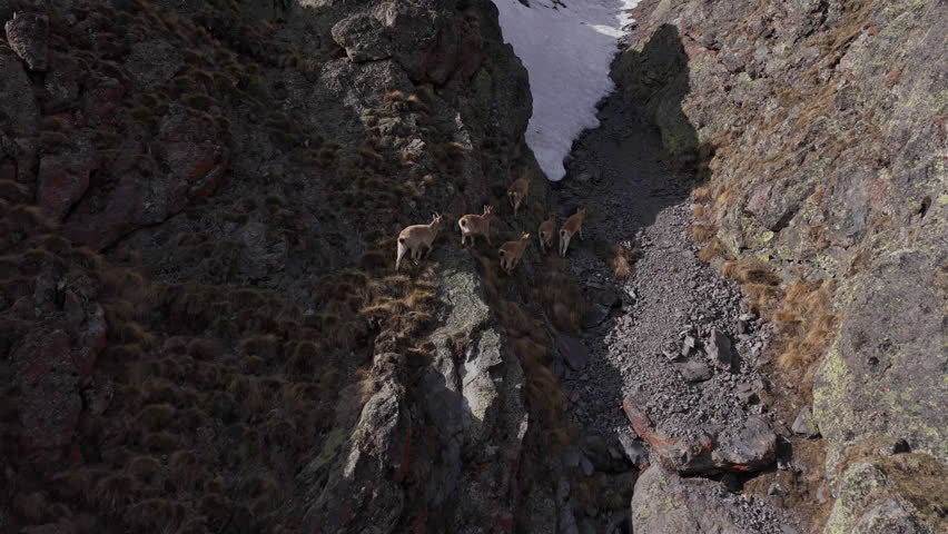 Three West Caucasian turs stand on a rocky slope in the Caucasus, Russia. These rare goats, listed on the IUCN Red List, thrive in high-altitude environments