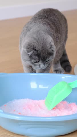 A curious gray cat investigates a colorful litter box with a green scoop, showcasing playful curiosity