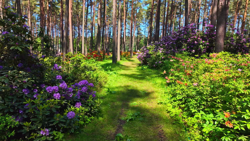 POV walking through beautiful green forest with flowers on the side of the path, sunshine in summer, slow motion