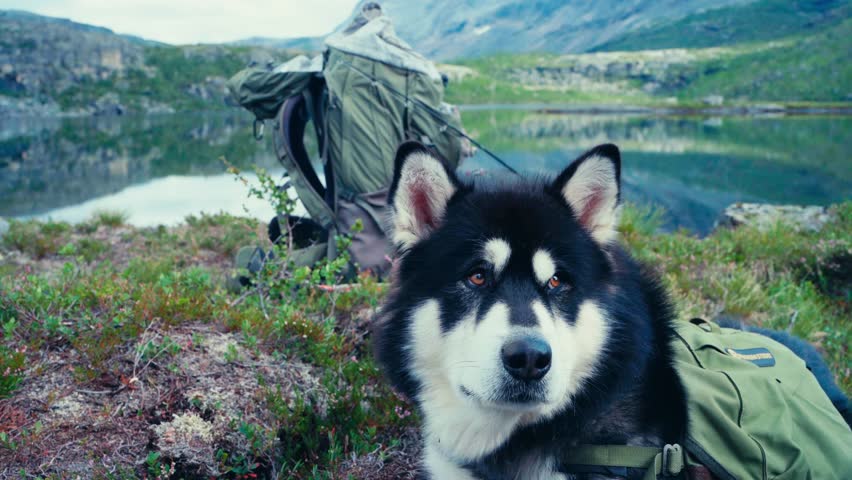 Alaskan Malamute Dog Resting Near A Lake In Rago National Park, Norway - Close Up