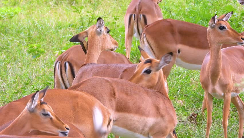 group of antelopes together standing in the grass scratching themselves, eating and looking at the camera in the Kruger national park