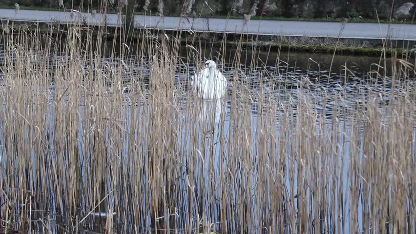 Beautiful Swans swimming in the canals of Dublin, Ireland