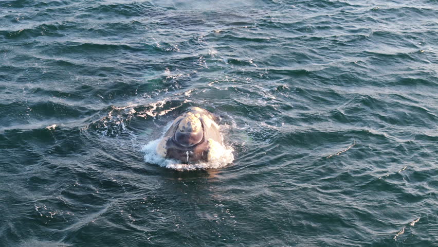 Southern right whale ebalaena australis swim in the Atlantic ocean surface, splashing water and creating waves and foam with powerful tail and fins, show beauty of marine wildlife, slow motion shot