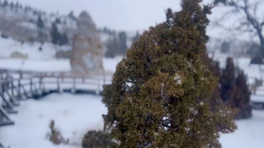 Cinematic focus shot of Liberty Cap and shrubbery at Mammoth Hot Springs, Yellowstone National Park, December 2024. 