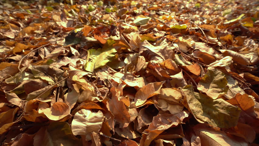 Close-up footage of pile dry leaves on ground. Slow shot slider
