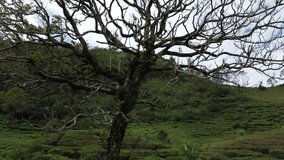 Tree pattern. Tree without leaves in beautiful gray Forest in autumn. Mystical atmosphere, mysterious fairy tale forest - Powered by Shutterstock - Get 15% off with code: PIKWIZARD15