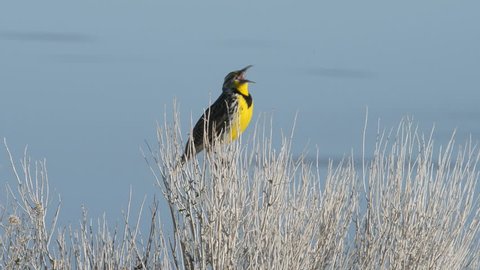 Meadowlark calling out in the early morning
