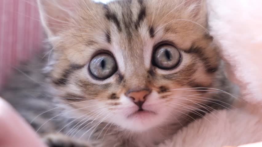 Close-up portrait of cute, funny kitten. Tabby cat relaxing on the window sill. Enjoying morning sunlight. funny pets, humor. Fixedly sight