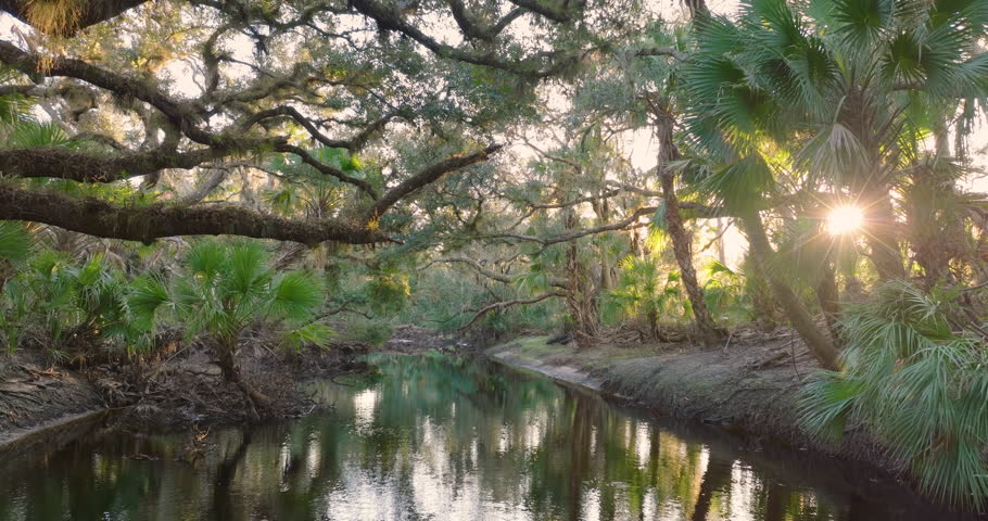 Florida jungles nature. Tropical wetlands with dense green rainforest at sunset