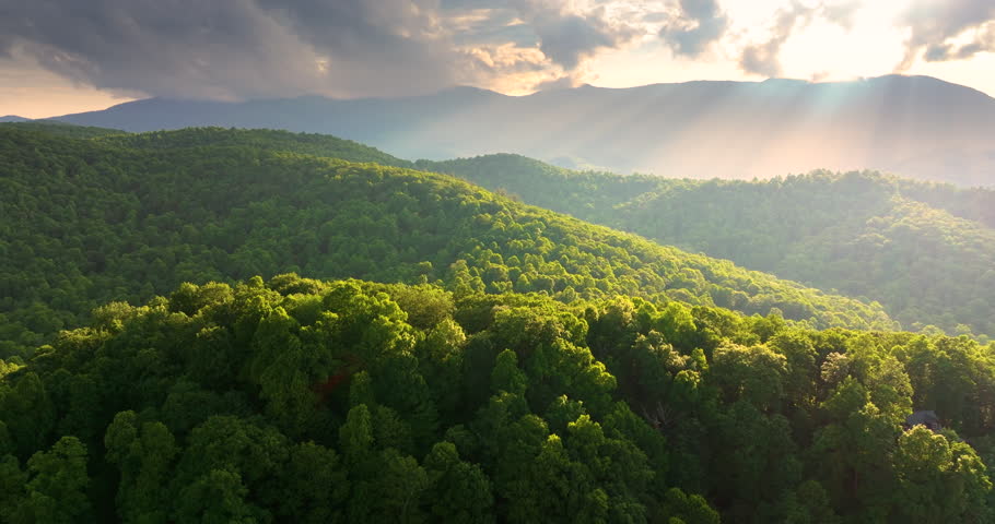Summer woods of Appalachian mountains near Mount Mitchell with green canopies in colorful forest at sunset. Wild nature in summertime season