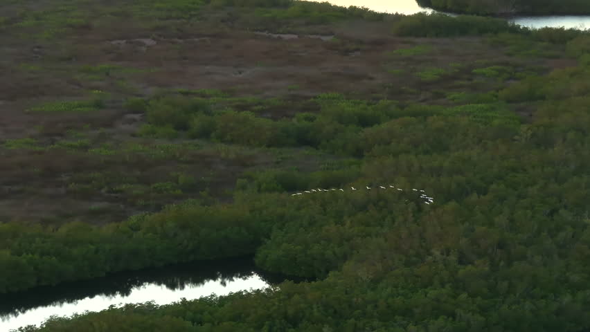 Wildlife in natural habitat. Southern Florida wetlands with many egret wild birds flying above green shrubs between Myakka river waters