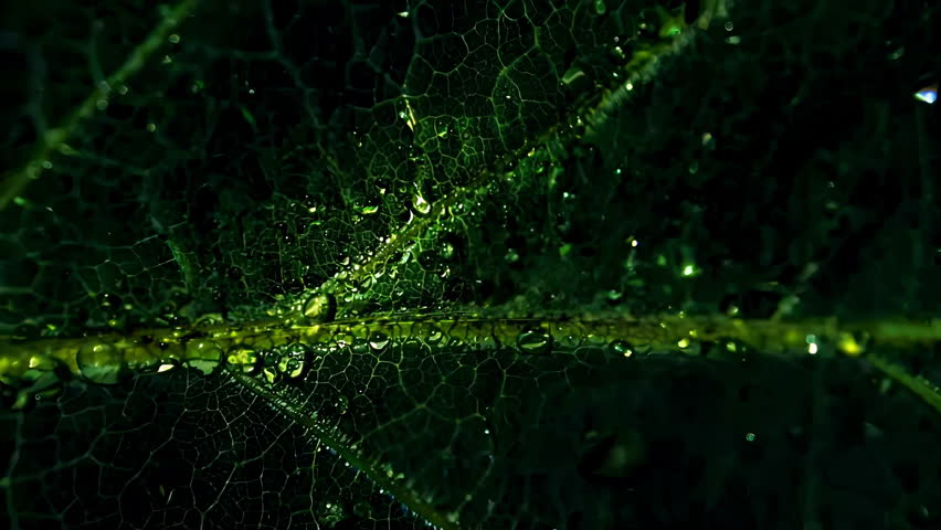 This stunning macro shot beautifully highlights the intricate details of a leaf adorned with shimmering water droplets
