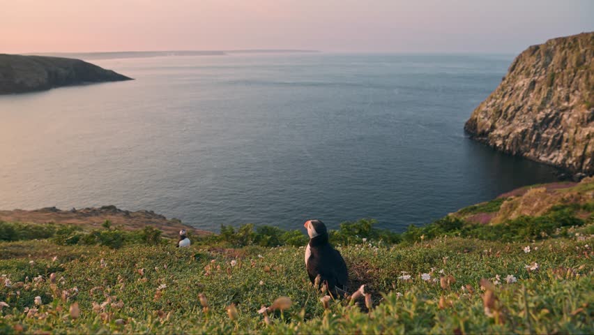 Puffin and Coastal Scenery on Coast at Sunset with Beautiful Dramatic Landscape of Ocean Sea Water and Sunset Sky on Skomer Island, Wide Angle Establishing Shot of Atlantic Puffins