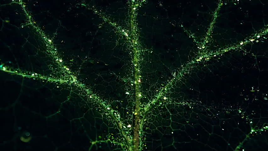 A detailed microscopic view of leaf veins, showcasing vibrant green colors and intricate structures