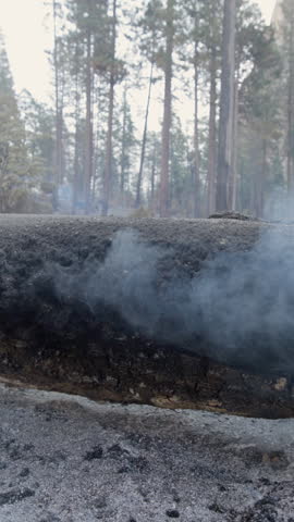 A breathtaking view of smoke rising from the ground, surrounded by a vibrant forest in Yosemite National Park, showcasing the unmatched beauty and majesty of nature in its purest form