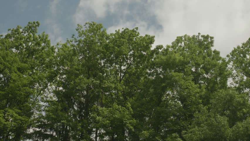 Tree Crowns Swaying in the Wind