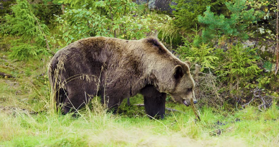 Brown Bear Strolling Through a Summer Forest in Scandinavia