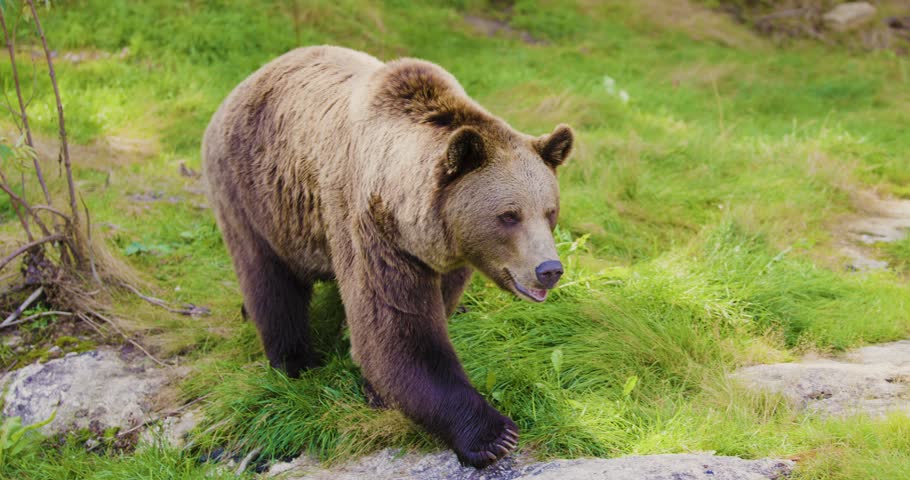 Brown Bear Walking Through a Scandinavian Forest in Summer