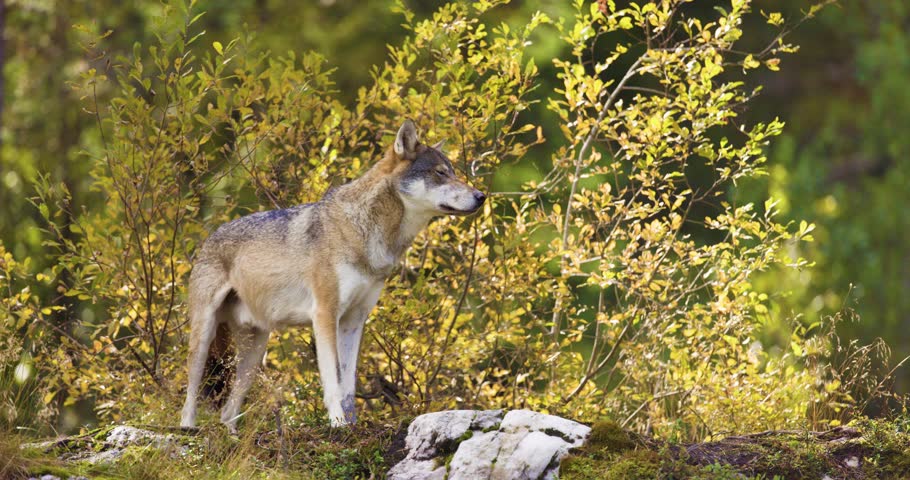 Gray Wolf in Autumnal Scandinavian Forest: A Portrait of Nordic Wildlife